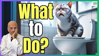 🐱 WHAT TO DO IF MY CAT CANT POOP 🐱 HOME REMEDIES FOR CONSTIPATION IN CATS [upl. by Zales]