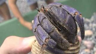 ムラサキオカヤドカリ（Purple land hermit crab）学名：Coenobita purpureus [upl. by Atinej197]