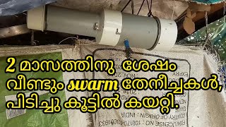 how to catch swarm stingless bee using trap  തേനീച്ചകൾ വീണ്ടും വന്നപ്പോൾ [upl. by Ozner]