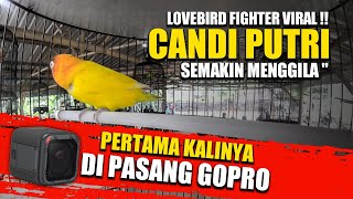 PERTAMA KALINYA DI PASANG GOPRO  CANDI PUTRI BIKIN HISTERIS SEMUA PENONTON [upl. by Eihcra]