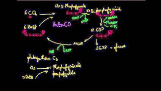 photosynthèse 5 Photorespiration [upl. by Curnin]