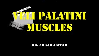 The veli palatini muscles [upl. by Alleira809]