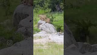 rhino and lions wildlions wildlife krugernationalpark animals krugerparksafari [upl. by Soneson]