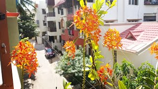 🎆Diwali Special  How to take care of Epidendrum Radicans Orchid [upl. by Qirat539]