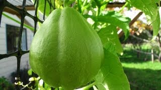 Growing Chayote Choko Vines  Flowers amp Fruit [upl. by Aihsenrad75]