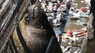 Sea lions at the Valdivia fish market in Chile [upl. by Nels]