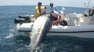 Amazing Fastest Giant Bluefin Tuna and Black Marlin Fishing Skill  Amazing big catching on the sea [upl. by Engedus274]