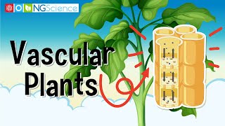 Vascular Plants [upl. by Frederick]