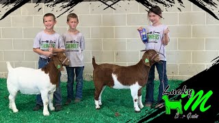 Showing breeding does at the 2023 Saunders Co Fair [upl. by Anyah]