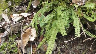 Les cheveux de Vénus fougère aux vertus antigrippales  spleenwort maidenhair an anti flu fern [upl. by Rinna]