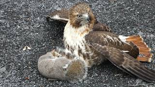 Red tailed hawk with squirrel [upl. by Netsrek535]