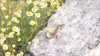 Lacerta agilis  Zauneidechse  Sand Lizard [upl. by Outhe]