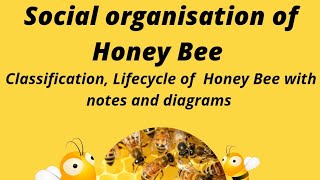 Social organisation in Honey Bee [upl. by Siraval788]