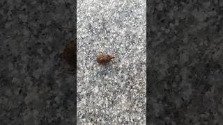 Brown marmorated stink bug shorts insects stinkbug bug [upl. by Olds]