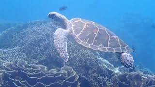 Hawksbill Sea Turtle Komodo Dragon National Park [upl. by Esetal166]