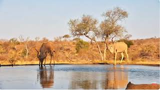 Two Handsome Males Kudus Stop For Drink Oct 19 2024 [upl. by Laine]