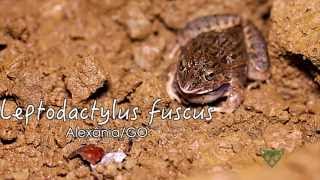 Faunamov  010  Leptodactylus fuscus [upl. by Yxel]