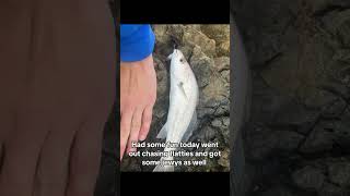 Fun fishing Coffs fishing fyp [upl. by Rizzo]