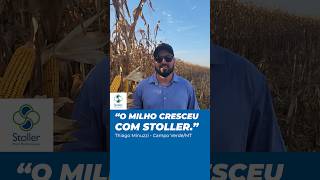 Veja como o Thiago fez o MILHO crescer usando Stoller milho performancedeplantas agro [upl. by Tat]