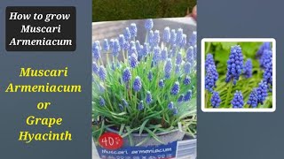 Easy tips How to grow Muscari armeniacum bulbs in container muscari armeniacum mickeymix888 [upl. by Dnomyaw672]