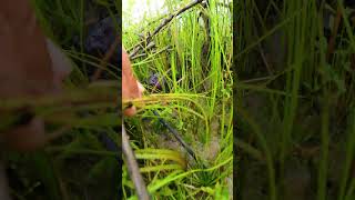 Crab short video Catching CRAB in the beautiful flooded fields catchcrab catch nature [upl. by Chubb]