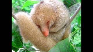 silky anteater tribute [upl. by Naibaf]