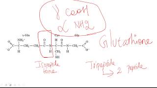 Isopeptide bond [upl. by Ahsemed217]