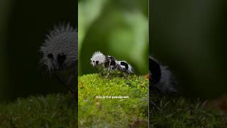 Panda Ant The Fierce Velvet Ant with a Powerful Sting [upl. by Hassadah]