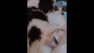 Shih Tzu Giving Birth puppy puppyshorts smalldogbreed shihtzu newbornpuppy [upl. by Karna597]