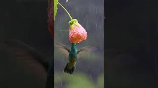 Green violetear feeding on a flower in heavy rain [upl. by Sello]