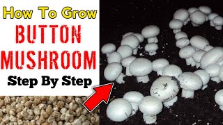 Button Mushroom Cultivation At Home IN HINDI Mushroom Farming [upl. by Sadick986]