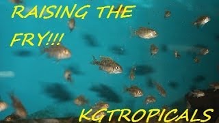 How to breed African Cichlids Part 7 quotRaising the fryquot [upl. by Tillfourd]