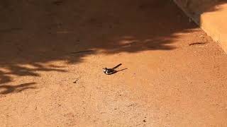 Motacilla aguimp  lavandera africana  African pied wagtail [upl. by Muna714]