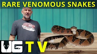 New and RARE Venomous Snakes WORLDS BIGGEST VIPER [upl. by Madox]