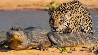 Un jaguar attaque un caïman   ZAPPING SAUVAGE [upl. by Sansen]