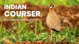 Indian courser  Indian birds video [upl. by Shayna10]