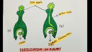 How to draw fertilisation a plant  fertilisation in a plant diagram plant diagram Art by AR [upl. by Eciralc]