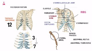 القفص الصدري  thoracic cage [upl. by Roswell194]