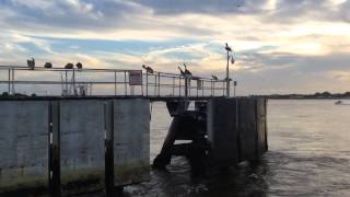 Ferry Ride From Mayport Ferry to Amelia Island Florida [upl. by Aimil916]