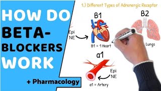 Pharmacology1 B Blocker lec11 [upl. by Eelloh128]