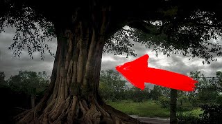 Descubre el escalofriante secreto de este árbol CASO REAL EL ÁRBOL DE LA MUERTE elmundoDKBza [upl. by Lodge]