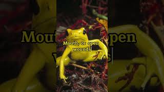 The worlds most poisonous frog Exploring the Golden Poison Frog of Colombias Rainforests [upl. by Esom]