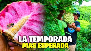 🚨ANONAS🚨 La Fruta mas esperada por Todos los SALVADOREÑOS😎 [upl. by Euginomod289]