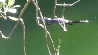 Platypus at Jenolan Caves NSW Ausralia [upl. by Leunam576]