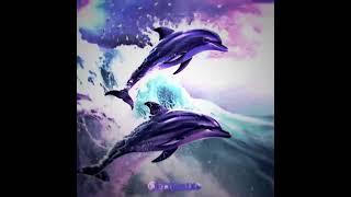 SYMPHONY 💖🐬🌈🦄  symphony dolphins unicorns vent schoolsucks [upl. by Phillip]