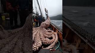 Giant Deep Sea Creature Caught by Fishermen🐙🦑🦀deepseafishing fishingexploration giantseacreature [upl. by Elaine]