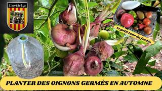 Pourquoi Replanter des Bulbes d’Oignon Rouge Germés  Guide Complet en Automne [upl. by Annahahs]