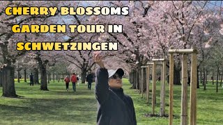 CHERRY BLOSSOMS GARDEN TOUR IN SCHWETZINGEN PALACE GARDEN GERMANY  SPRING TIME 2023 [upl. by Salchunas917]