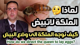 اسباب توقف الملكة عن وضع البيض 😱 الأستاذ محمد الجراح [upl. by Ariet]