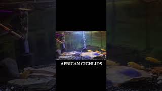 African Cichlids cichlid aquarium fish fishkeeping africancichlids [upl. by Hannus]